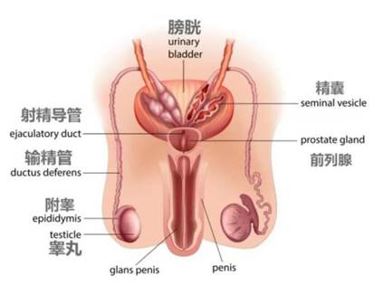 修复受损肾脏，干细胞攻破男性六大生殖健康难题